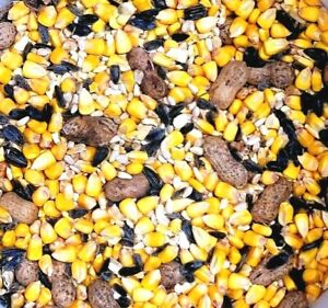 SQUIRREL & CRITTER BIRD SEED FOOD FEED Corn Sunflower & Peanuts Choose Size