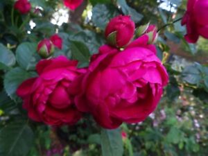 Ascot Own Root Starter Rose PLant see Ship Restrictions and discount