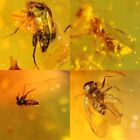 beetle&fly&mosquito Burmite Myanmar Burmese Amber insect fossil dinosaur age