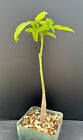 Pachira aquatica MONEY TREE - Rare Succulent Well Rooted Plant - 10