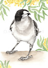 Australian Butcher Bird with Wattle Print - watercolour bird prints