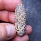 47mm Equicalastrobus sp. Pine Cone Seed Chalcedony Fossil Plant Eocene 3