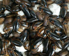 Dubia Roaches Starter Colony Pick a QTY + Bonus Cleaner Crew
