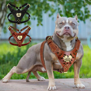 Genuine Leather Dog Harness with Personalized Nameplate Spiked Studded Pitbull