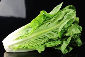 Lettuce  Seeds - Romaine - Vegetable Seeds  - USA Grown