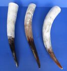 One 20 to 24 inch polished White Cattle/Buffalo horn from India taxidermy (S)