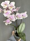 Orchid Phal Meidarland Spring Vanilla. Fragrant. Silver Leaves. OUT of Bloom.
