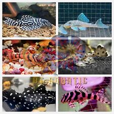 Live Pleco Fish Freshwater Aquarium-High Quality L134 L333 L600 L240 L264 & More