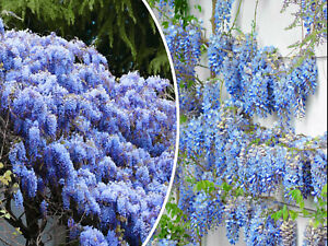 5 Blue Chinese Wisteria Seed Perennial Climbing Flower Vine Shrub Free Shipping