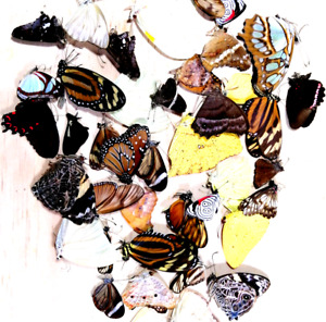 New Listingbutterflies assortment 50 pieces,