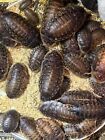 Dubia Roaches- Live Reptile Feeder Insects- X-Small, Small, Medium FREE Shipping