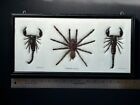 Tarantula Spider & Scorpions Taxidermy In Glass & Wood Frame • Thailand