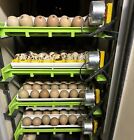 Dozen Ringneck Pheasant Fertile Hatching Eggs(Laying Now!)