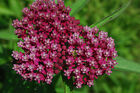 milkweed, SWAMP MILK WEED PINK/RED ROSE flower 50 seeds GroCo -BUY 10 SHIPS FREE