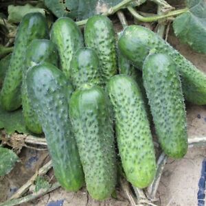 Seeds Cucumber Anulka F1 Vegetable Organic Heirloom NON-GMO Ukraine