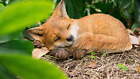 Garden Statues Fox Pup Sleeping Statue Outdoor Polyresin Animal Theme Decor