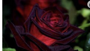 Black magic Rose  Bush, Live Starter Plant, HYBRID T!  Bare Root!!!