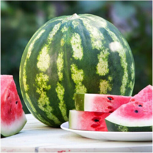 Crimson Sweet Watermelon Seeds | Non-GMO | Free Shipping | Seed Store | 1044