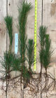Japanese Black Pine- 8-18 inch tall 2 YR Old Bare Root Trees- Bonsai / Landscape