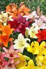 Mixed Asiatic Lilies & Oriental Lilies 15 Bulbs
