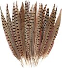 RINGNECK PHEASANT TAIL FEATHERS - 2 pc. Pair - Fly Tying Materials - 11-12 inch