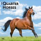 Quarter Horses | 2024 12x24