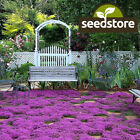 Creeping Thyme Seeds | Non-GMO | Herb Seeds | Seed Store | Free Shipping | 1159