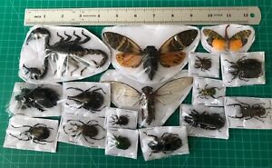 15 Beetle Cicada Scorpion Real Insects Taxidermy Dried Oddities Decor
