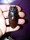 3 pairs A. insignis, Hissing roach, Dubia alturnative,reptile feeder insect bug
