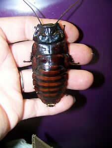 2 pairs A. insignis, Hissing roach, Dubia alturnative,reptile feeder insect bug