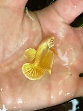 Gold Betta Fish High Quality - Hmpk - USA Seller