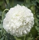 2000+ White Cloud Heirloom Papavar Somniferom Poppy Flwr Seeds Plant In Winter