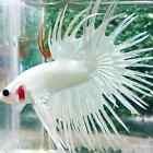 Live Betta Fish Crowntail Male White Platinum with DOA Guarantee S1017