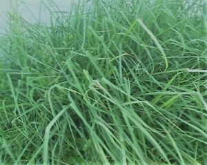 5 citronella grass plants the real thing not lemongrass organically grown