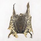 CTS5 Real frog skin piece Crafts display pelt Taxidermy Oddities Curiosities
