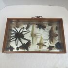 New ListingLot of 13 Vintage Mounted Insect Bug Tarantula Taxidermy Collection