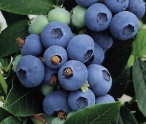 100++ Highbush Blueberry Seeds | Northern Blueberry (Vaccinium Corymbosum) - USA