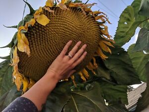 50+ Mammoth Grey Stripe Sunflower Seeds - Huge - Giant - Large Sunflowers -FRESH