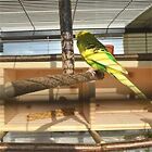 Bird Swing Cage Mounted Durable Bird Wooden Stand Lightweight