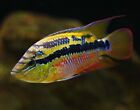 LIVE Freshwater American Salvini Cichlid Fish