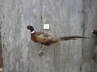 RINGNECK ROOSTER PHEASANT - STANDING - MOUNT - TAXIDERMY