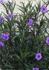 Purple Mexican  petunia  plants you will  receive  3 live  plants