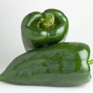 Poblano Pepper Seeds | Non-GMO | Free Shipping | Seed Store | 1011