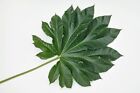 Giant Rice Paper Plant Seeds for Growing - 5 Seeds - Tetrapanax papyrifer