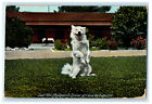 c1910s White Dog, Dinner at Casa Verdugo California CA Antique Posted Postcard