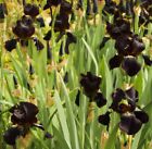 Iris Black Knight {Iris chrysographes} 5 seeds Free Shipping!