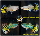 1 TRIO - Live Aquarium Guppy Fish High Quality - Yellow Tiger Halfmoon