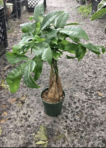 Money Tree Tall In Pot Live Plant Easy Care Indoor Or Outdoor