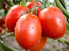 100+ Roma Heirloom Tomato seeds Fresh Vegetable garden seeds USA