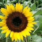 Black Oil Sunflower Seeds for Planting GIANT Sunflowers